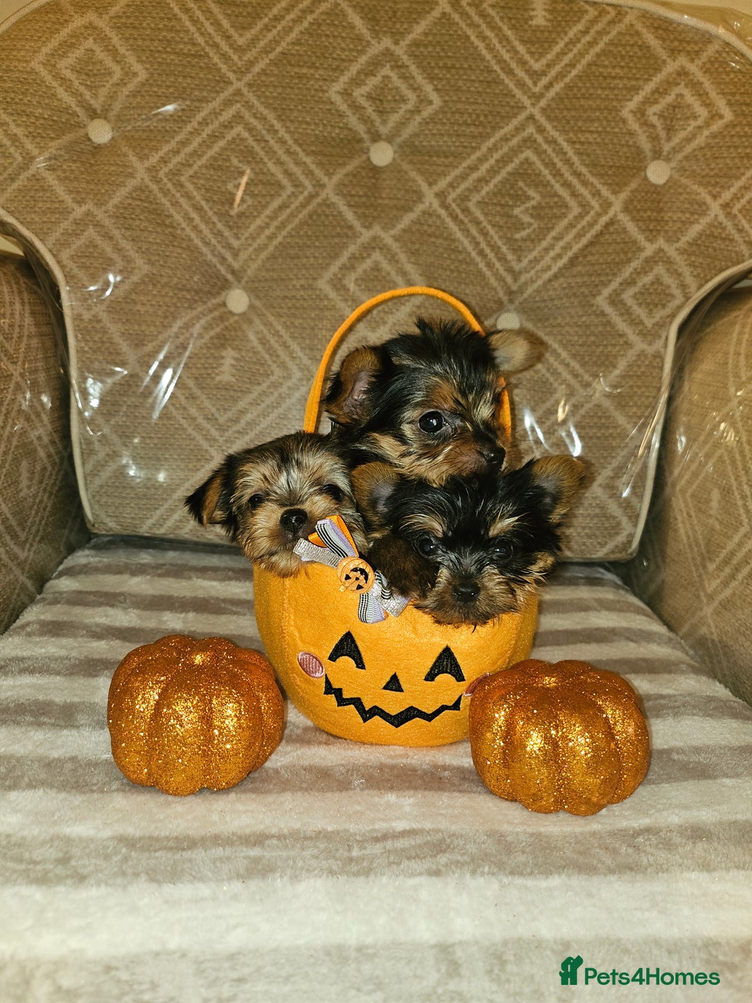 Yorkshire Terrier dogs for sale: Yorkshire terrier puppies  - Image 8