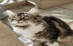 Maine Coon cats for sale: pure reg maine coon kittens - Image 13
