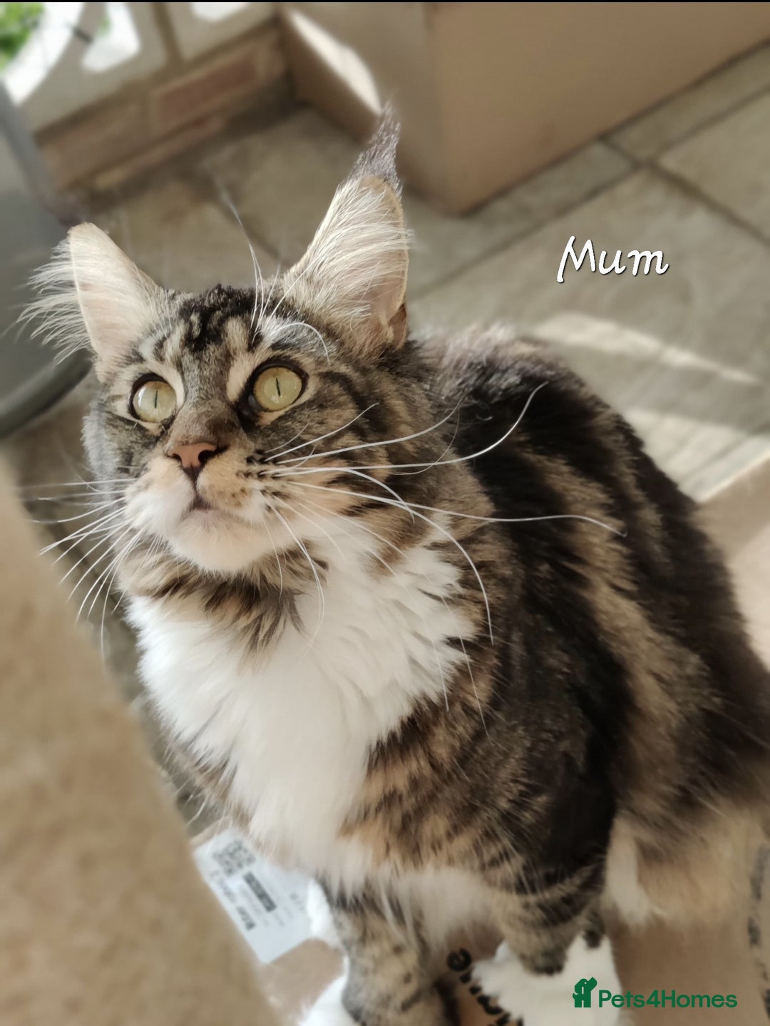 Maine Coon cats for sale: pure reg maine coon kittens - Image 13