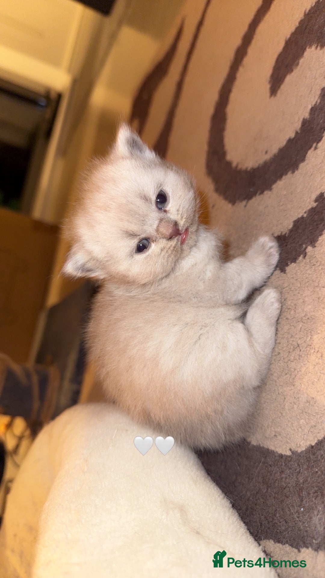 British Shorthair cats for sale: British short hair kittens  - Advert 10
