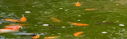 Pond Fish fish for sale: Pond Goldfish in Bedford - Advert 5