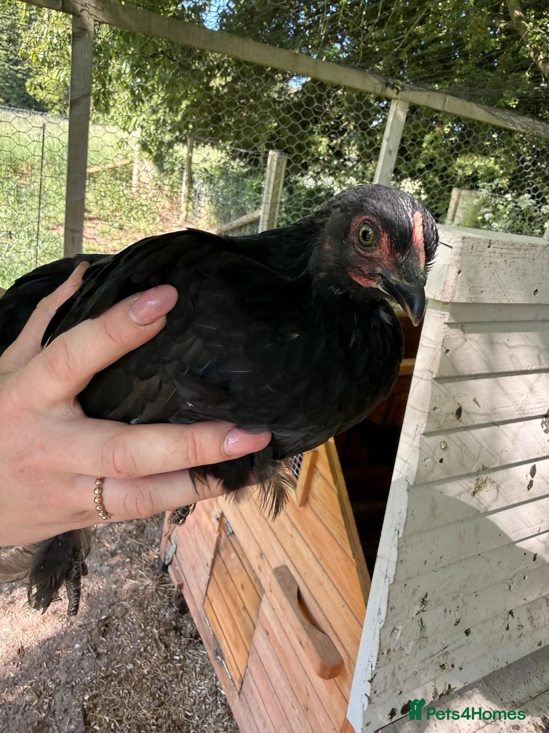 Chickens poultry for sale: Mixed bantam chickens  - Advert 2