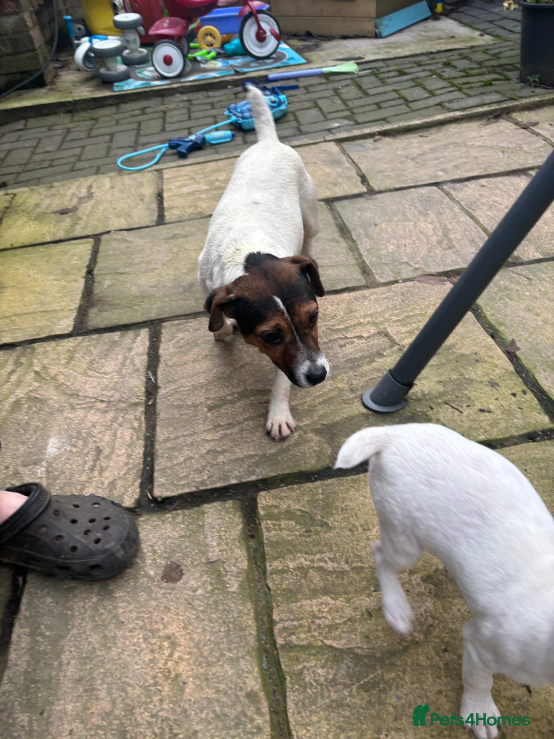 Jack Russell dogs for sale: 1 male 1 female Jack Russell pups - Advert 9
