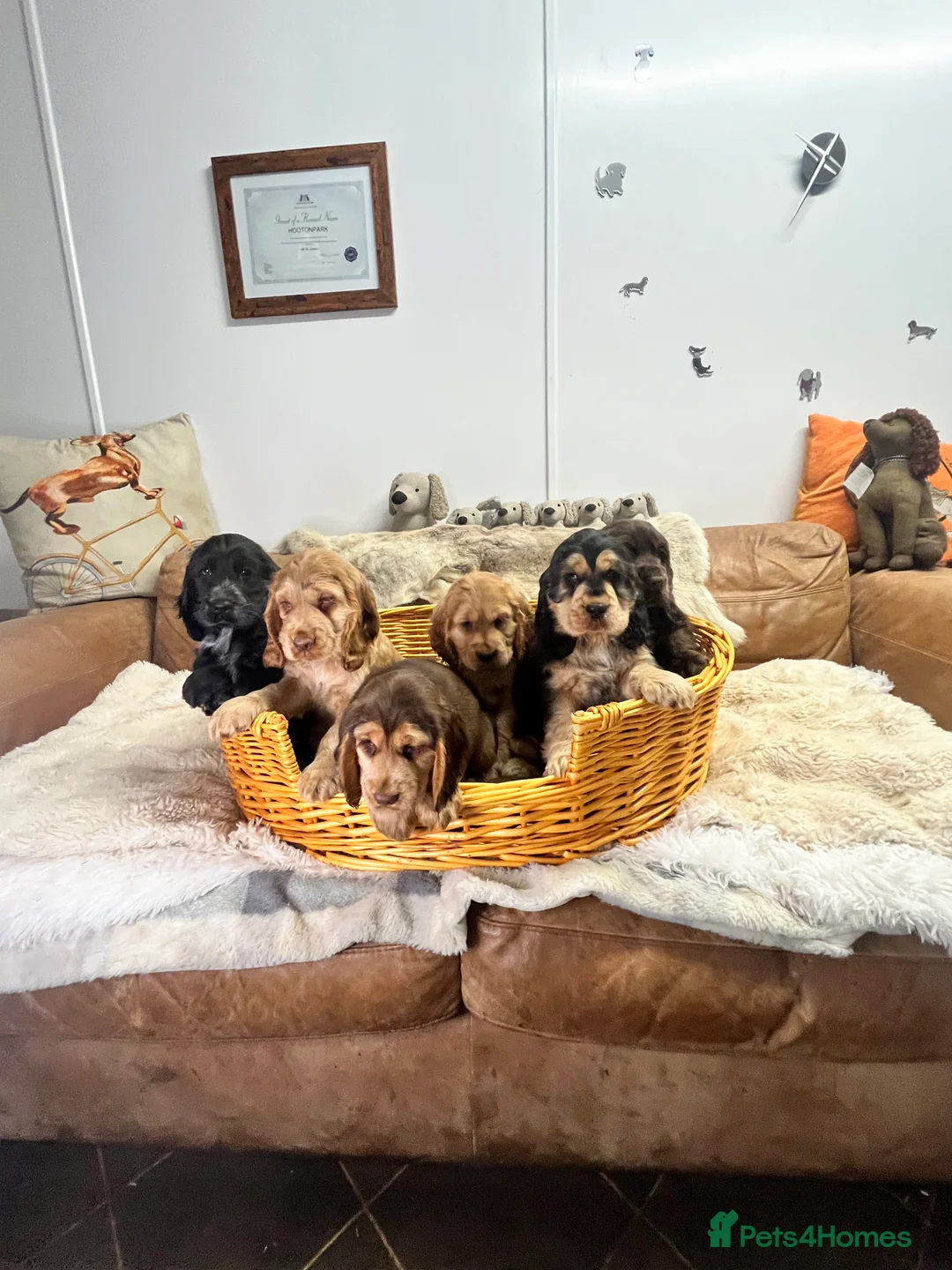 Cocker Spaniel dogs for sale: Gorgeous true to type KC show cockers - Advert 8