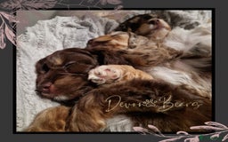 Cockapoo dogs for sale: 5*Licenced. DNA tested English cockerpoos. - Image 28