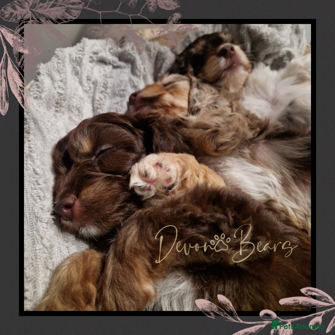 Cockapoo dogs for sale: 5*Licenced. DNA tested English cockerpoos. - Image 28