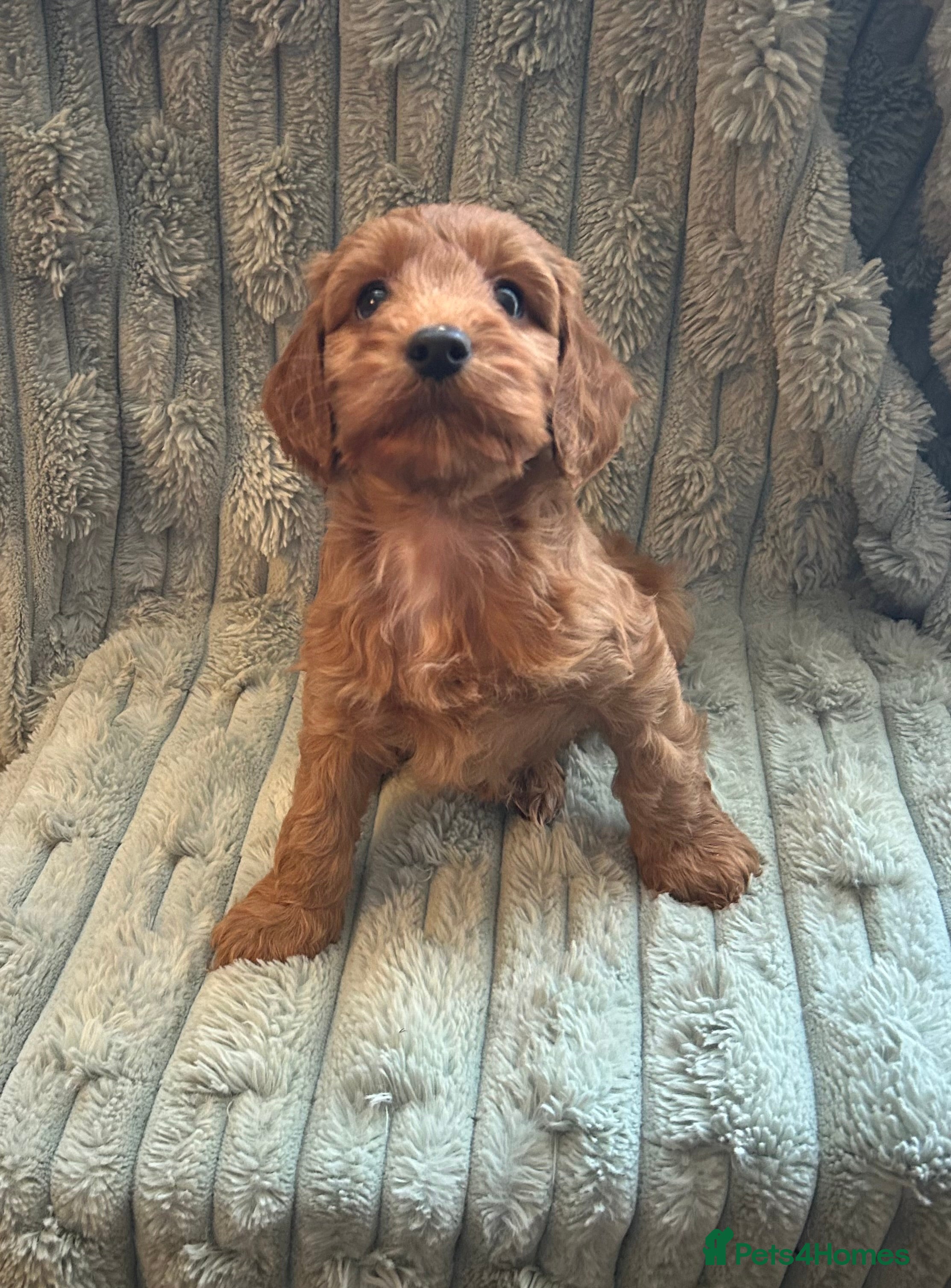 Cockapoo dogs READY NOW Beautiful Red F1 Cockapoos, 1 girl left! - Advert 9
