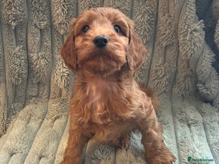 Cockapoo dogs Beautiful F1 red Cockapoos - Advert 1