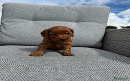Cockapoo dogs for sale: Fox Red Super Quality Cockapoos - Image 8