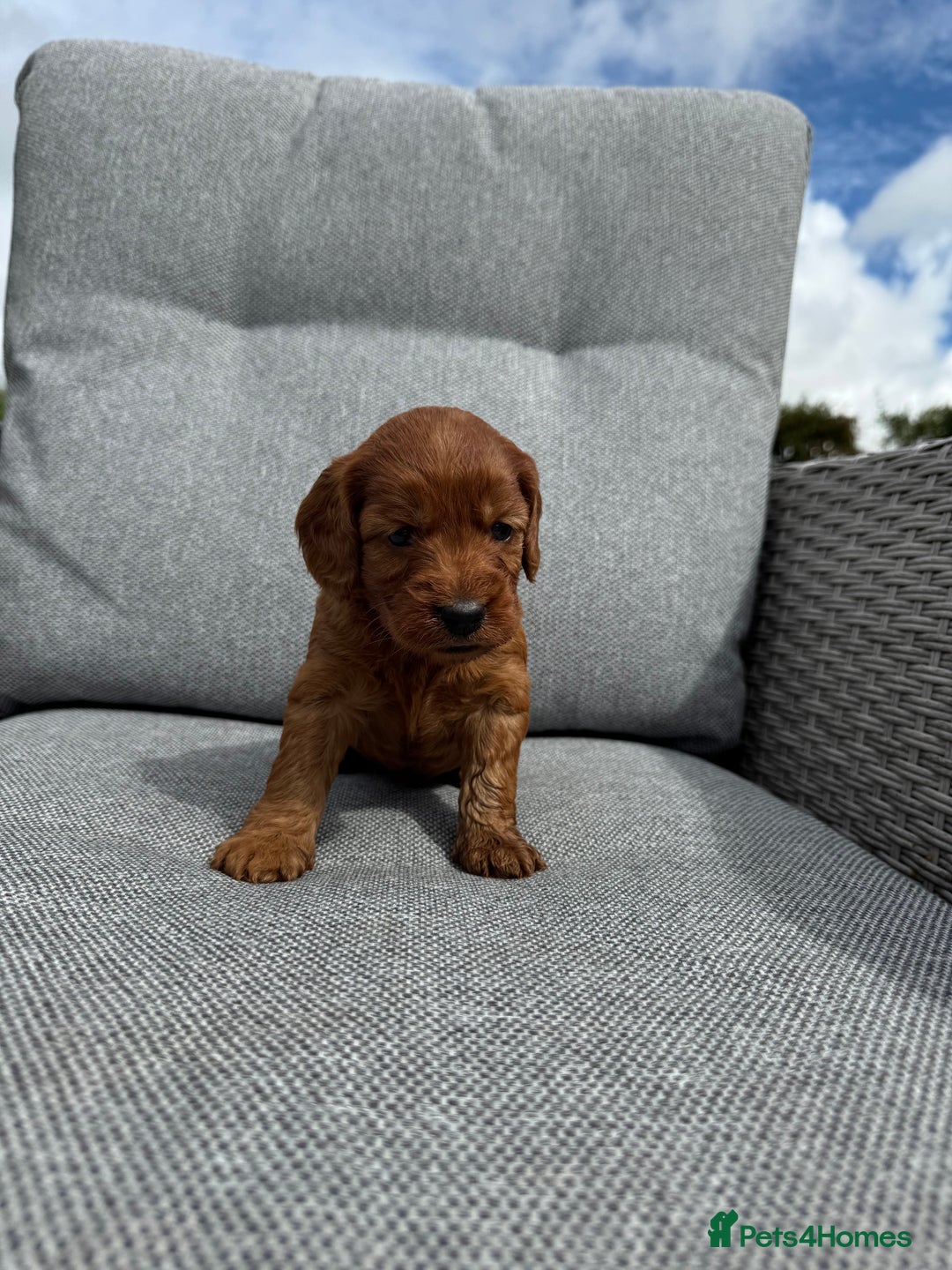 Cockapoo dogs for sale: Fox Red Super Quality Cockapoos - Image 8