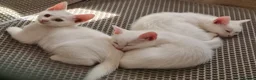 Mixed Breed cats for sale: Ragdoll x khao Manee kittens  in Lowestoft - Advert 6