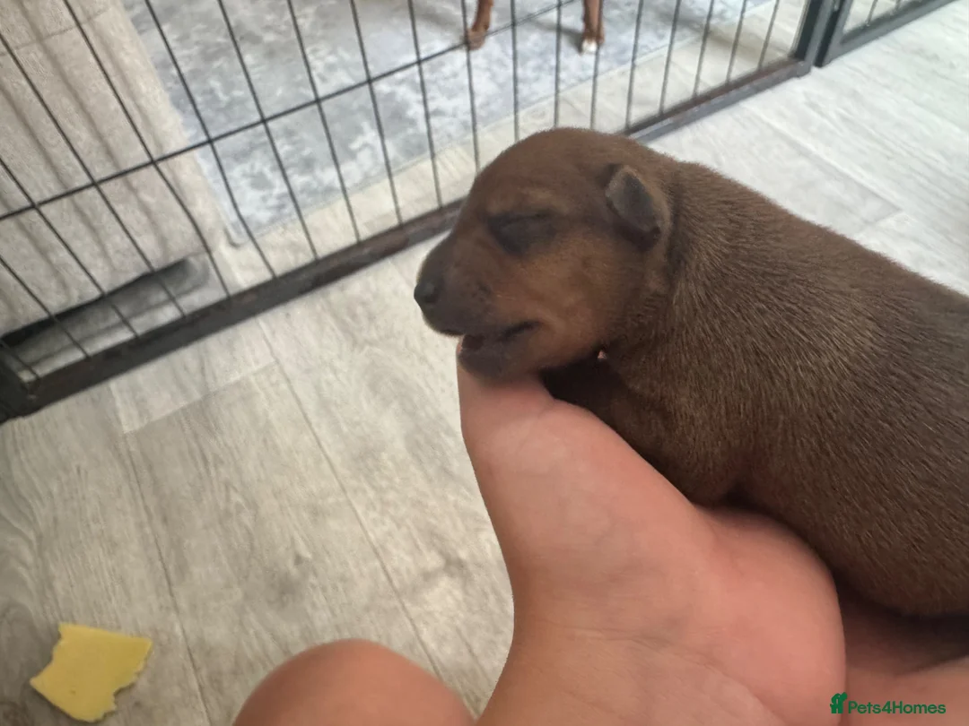 Miniature Pinscher dogs for sale: ALL RESERVED Miniature Pinscher Pups - Advert 23