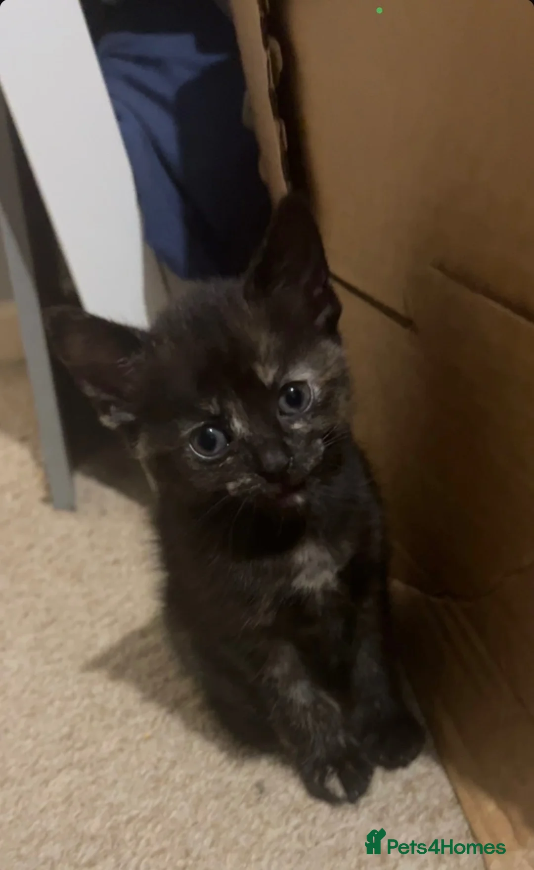 Mixed Breed cats for sale: 4 beautiful kittens - Advert 2