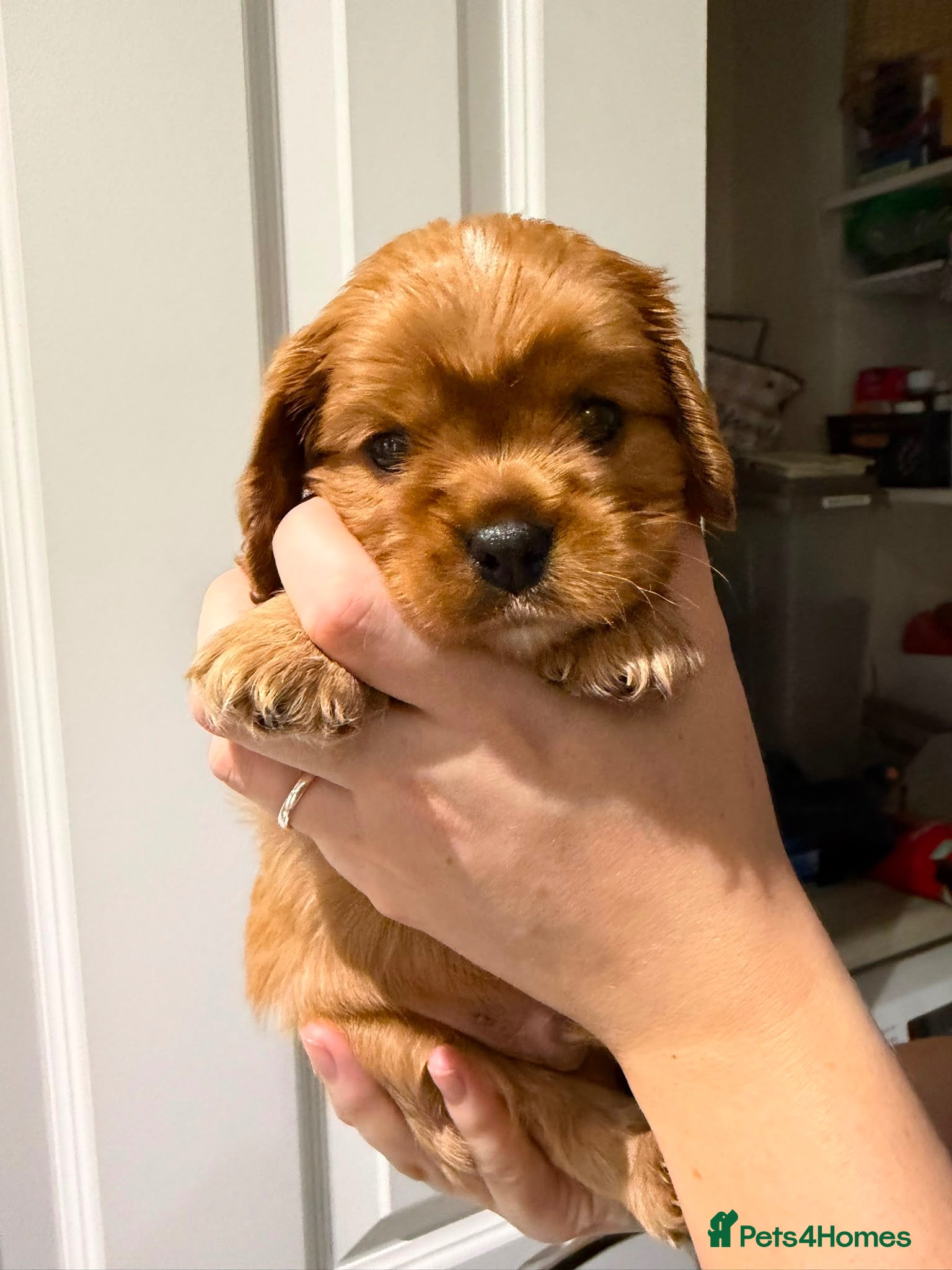 Cavalier King Charles Spaniel dogs KC Ruby Cavalier King Charles Spaniel Puppies - Advert 14