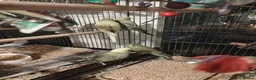 Budgerigars birds for sale: Beautiful baby budgies  - Advert 5