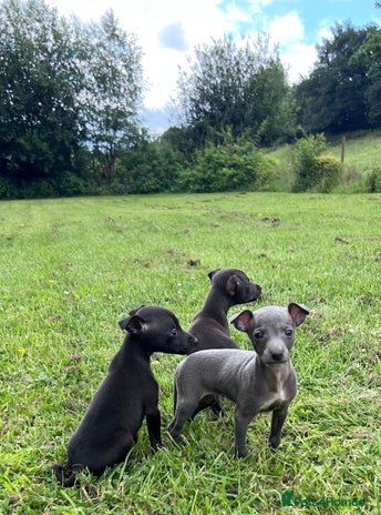 Italian Greyhound dogs - Advert 3