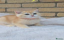 British Shorthair cats for sale: Gorgeous golden fluffs ready now in Peterborough - Image 6