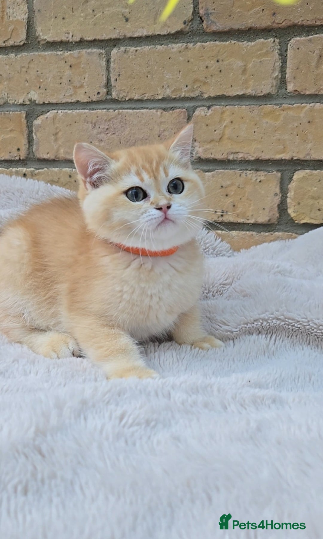 British Shorthair cats for sale: Gorgeous golden fluffs ready now in Peterborough - Image 6