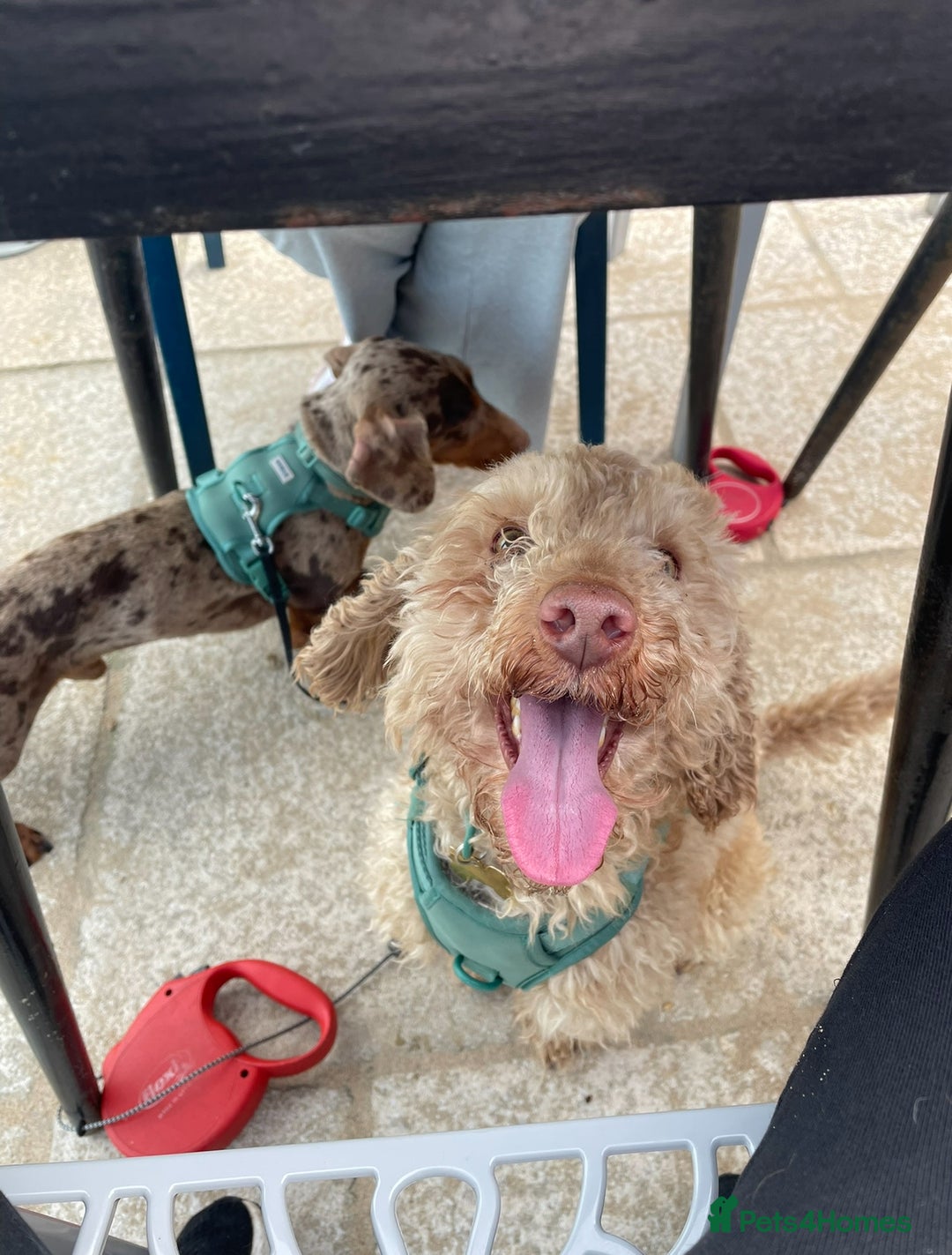 Mixed Breed dogs for sale: Toy x miniature poodle 5 years old  - Image 2