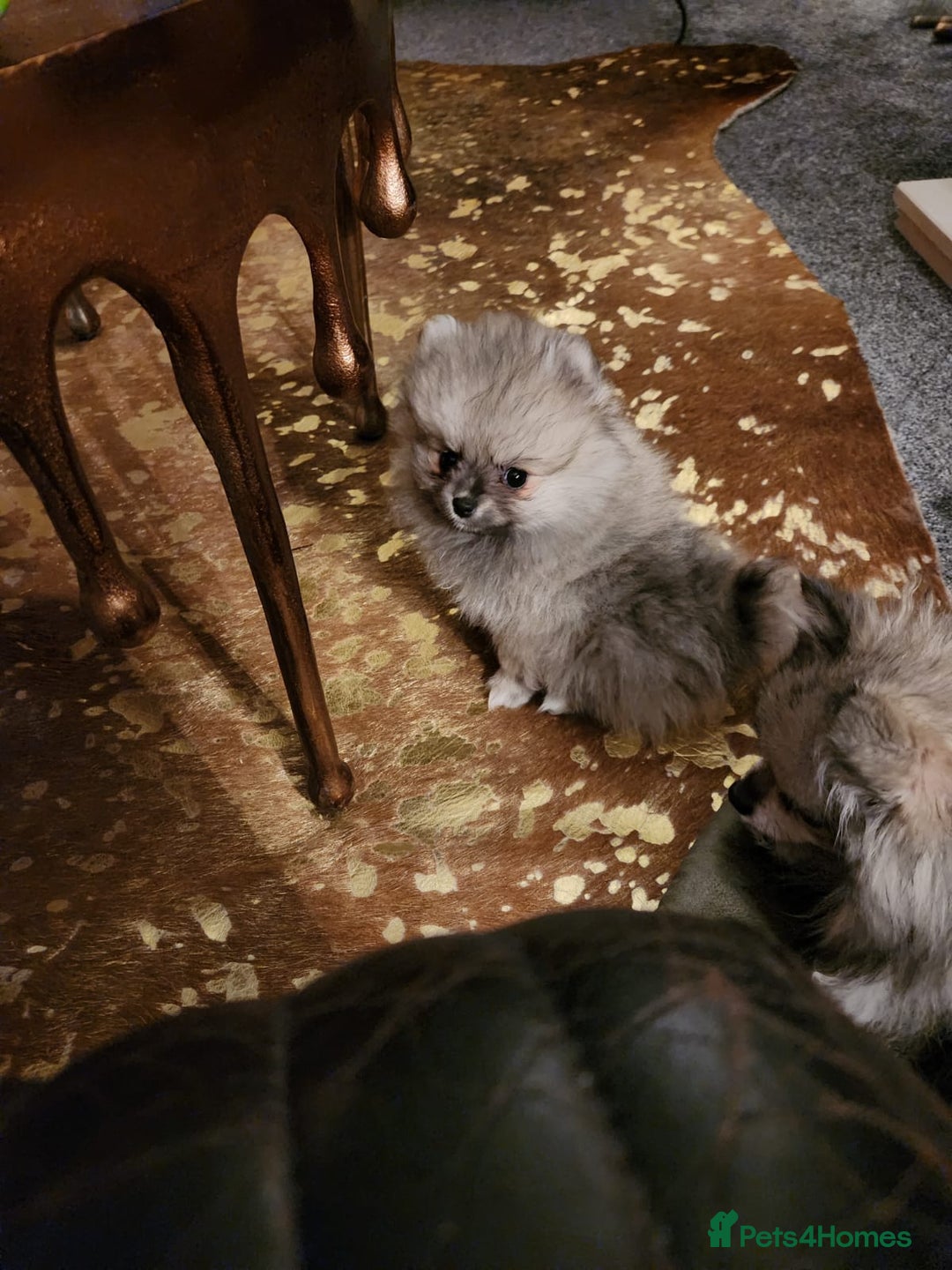 Pomeranian dogs for sale: K C registered beautiful Pomeranians - Advert 7