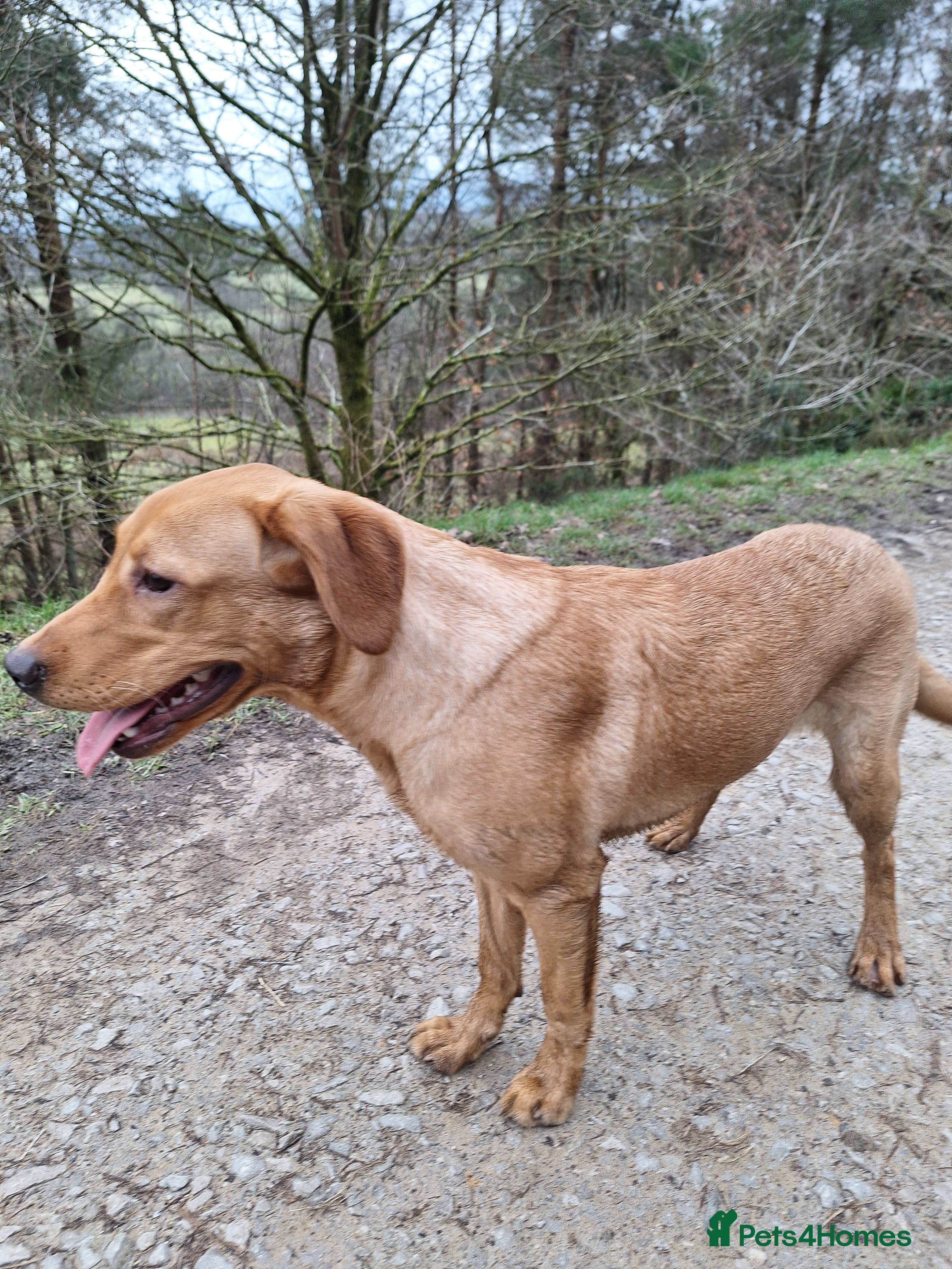 Labrador Retriever dogs Labrador Bitch 8 months old - Advert 1