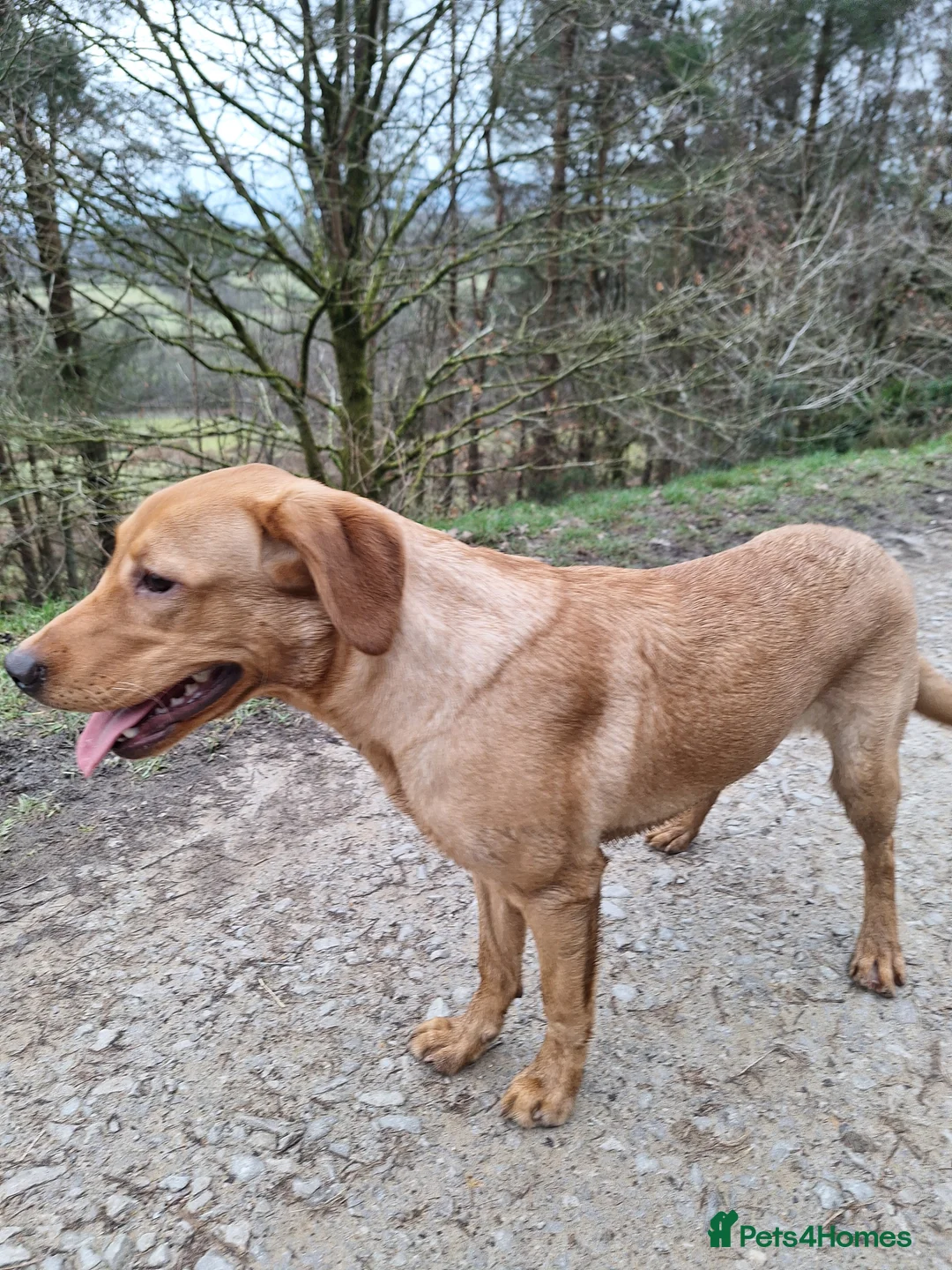 Labrador Retriever dogs for sale: Labrador Bitch 8 months old - Advert 1