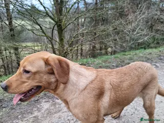 Labrador Retriever dogs Labrador Bitch 8 months old - Advert 1