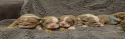 English Bulldog dogs for sale: ☆ showstopping stocky and Rare lilac tri pups ☆  - Advert 11