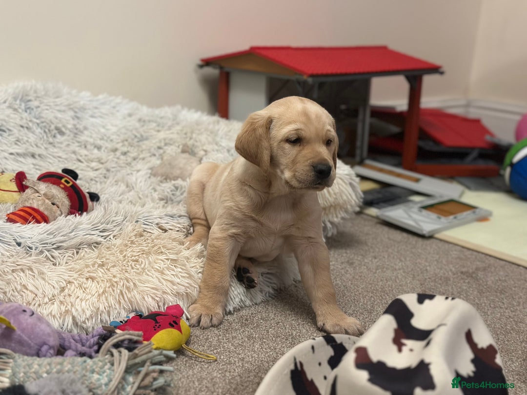 Golden Retriever dogs for sale: Friendly happy healthy, stunning puppies  - Advert 6