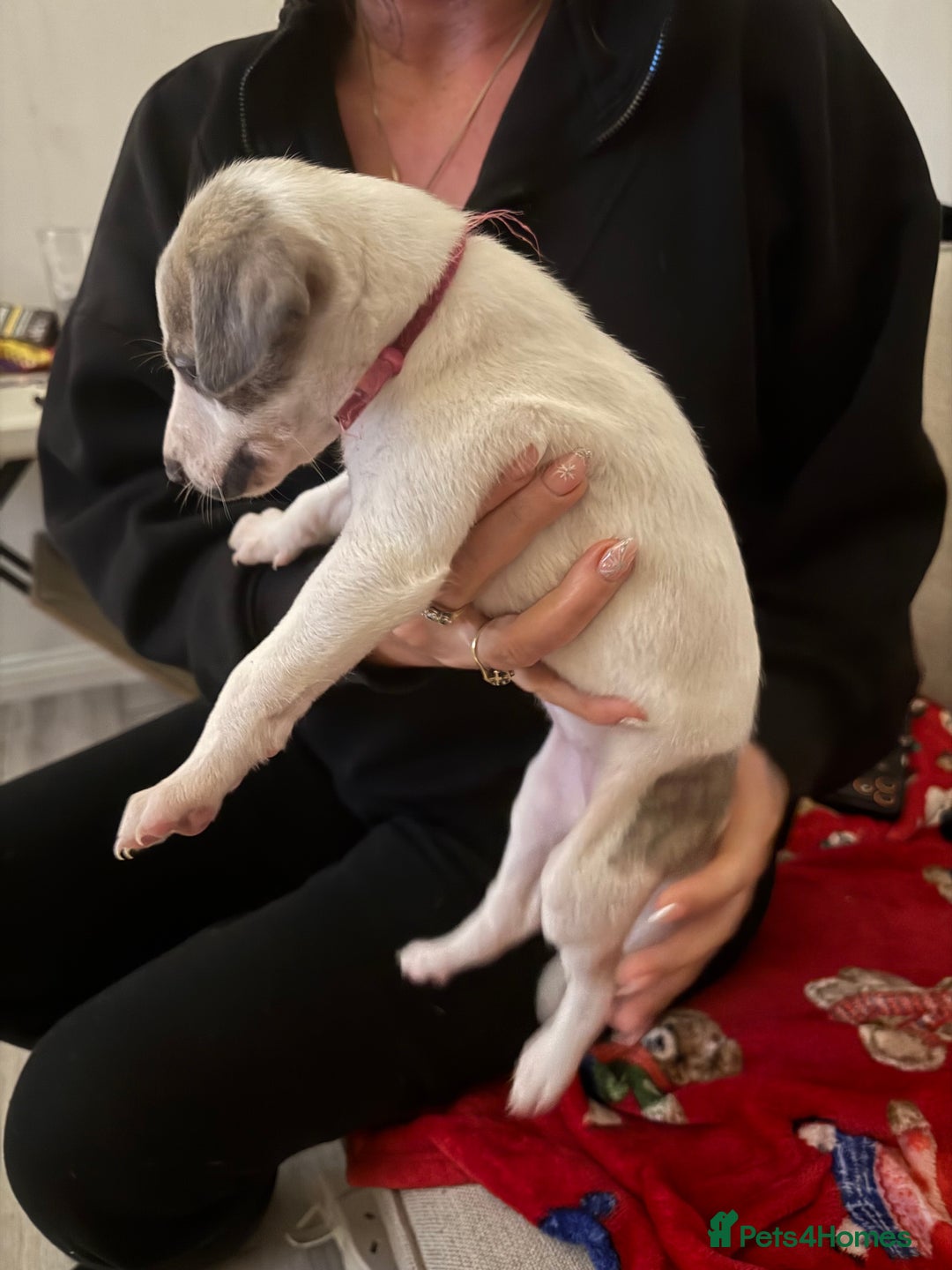 Whippet dogs for sale: KC Whippet puppies only 2 boys left  - Advert 8