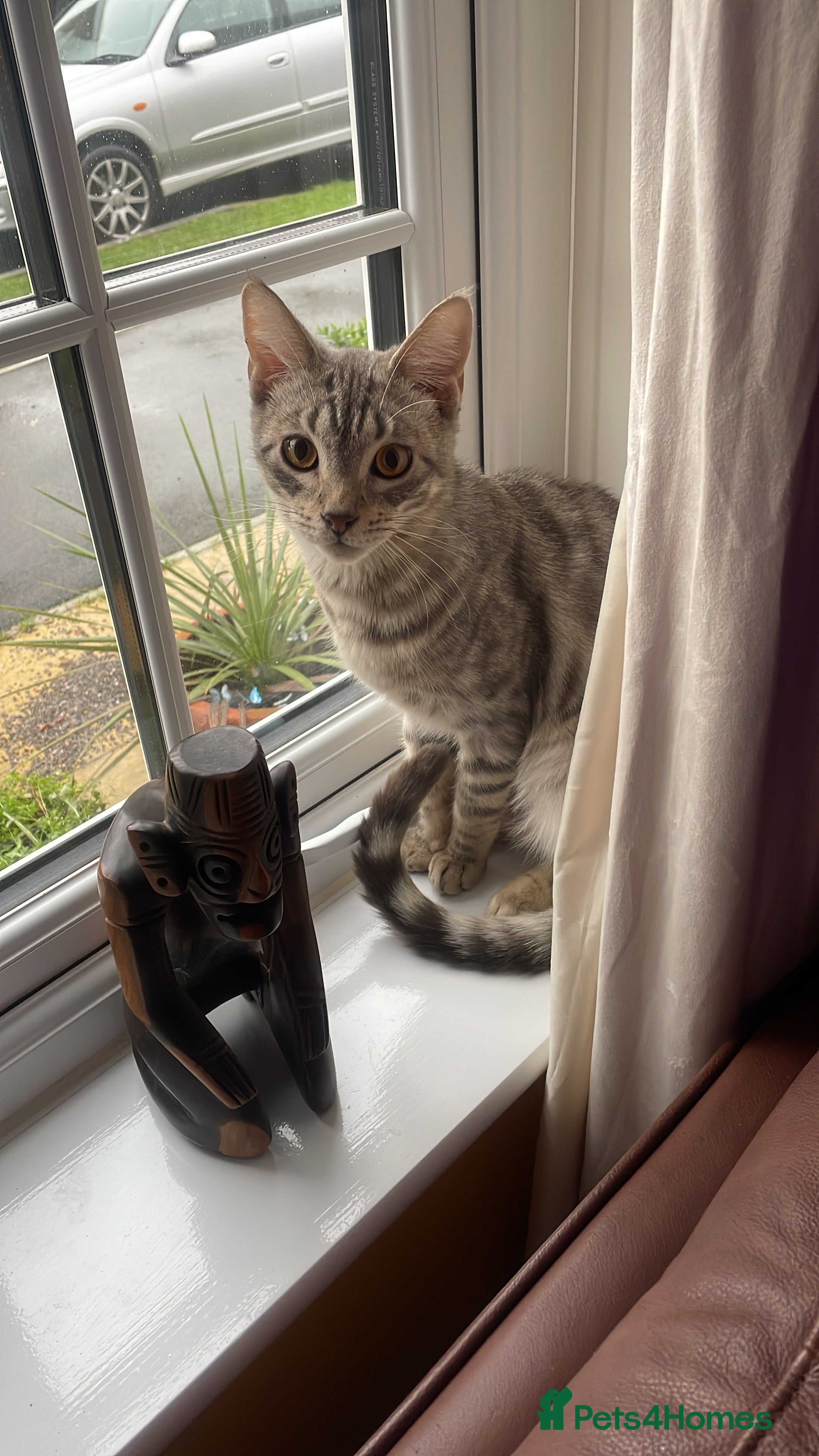 Mixed Breed cats Bengal X maincoon male neuted - Advert 1