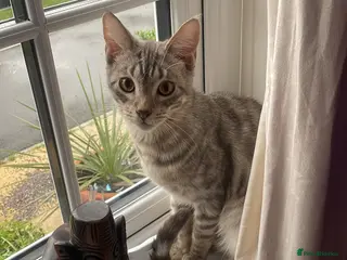 Mixed Breed cats Bengal X maincoon male neuted - Advert 1