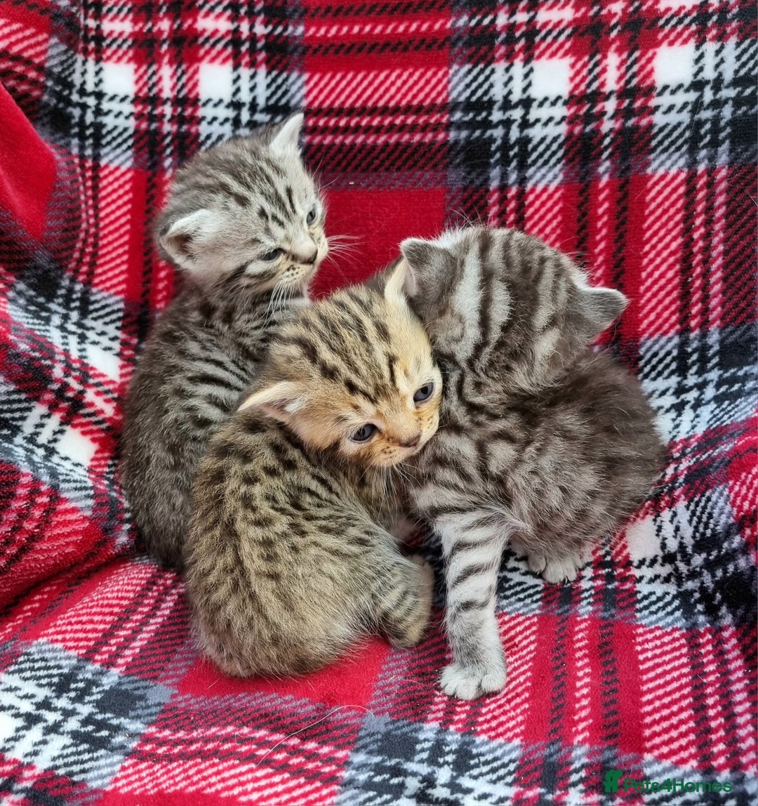 British Shorthair cats for sale: SILVER & GOLDEN SPOTTED BRITISH SHORTHAIR KITTENS  - Image 7