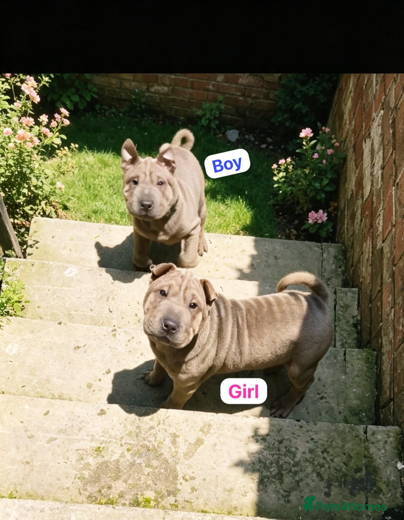 Shar Pei dogs Stunning Shar-Pei Puppies - Advert 1