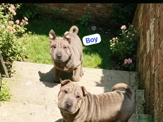 Shar Pei dogs Stunning Shar-Pei Puppies - Advert 1