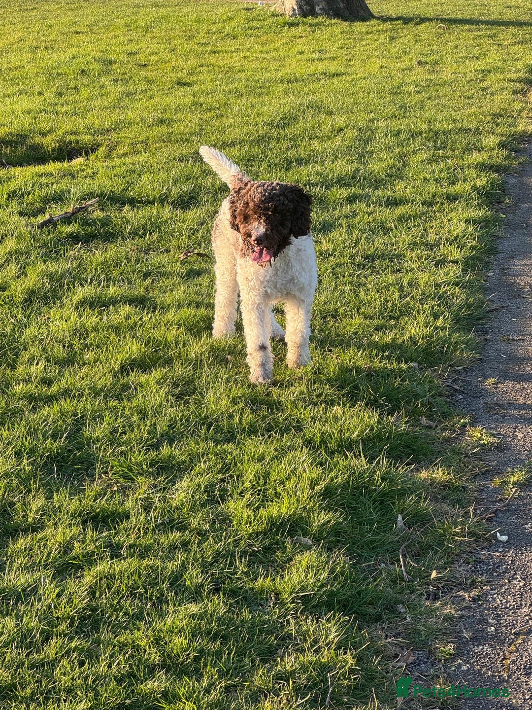 Lagotto Romagnolo dogs for sale: Lagotto Romagnolo Pups – Family raised environment - Advert 5