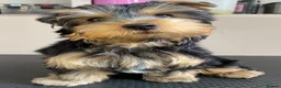Yorkshire Terrier dogs for sale: KC Registered Yorkshire Terrier Puppies  - Advert 2