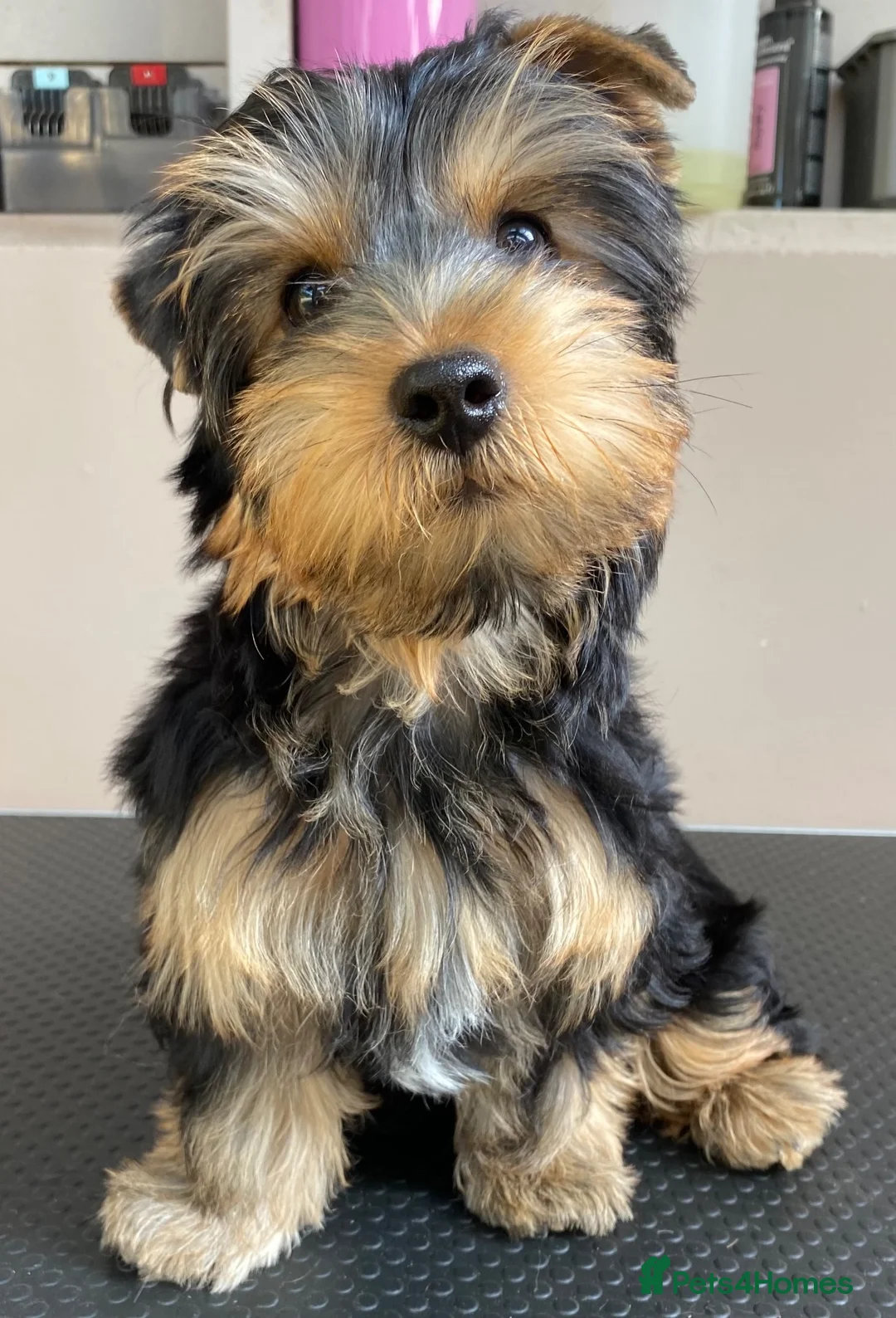 Yorkshire Terrier dogs for sale: KC Registered Yorkshire Terrier Puppies  - Advert 2