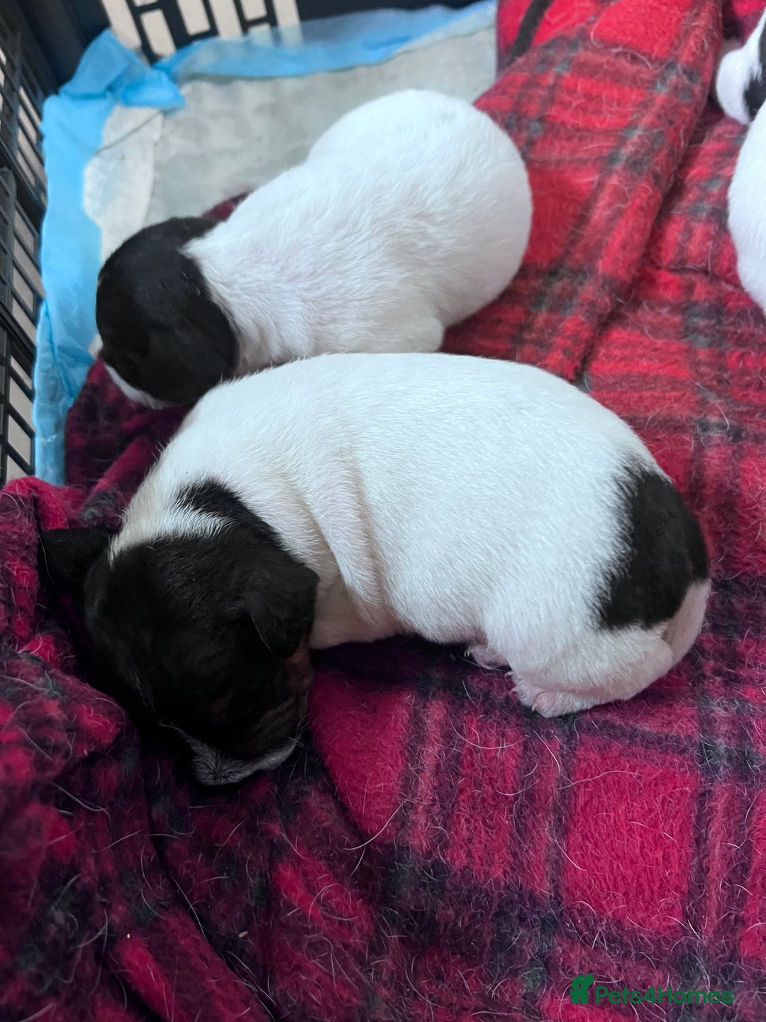 Parson Russell dogs for sale: Tricolour Paraon Russell pups - Advert 4