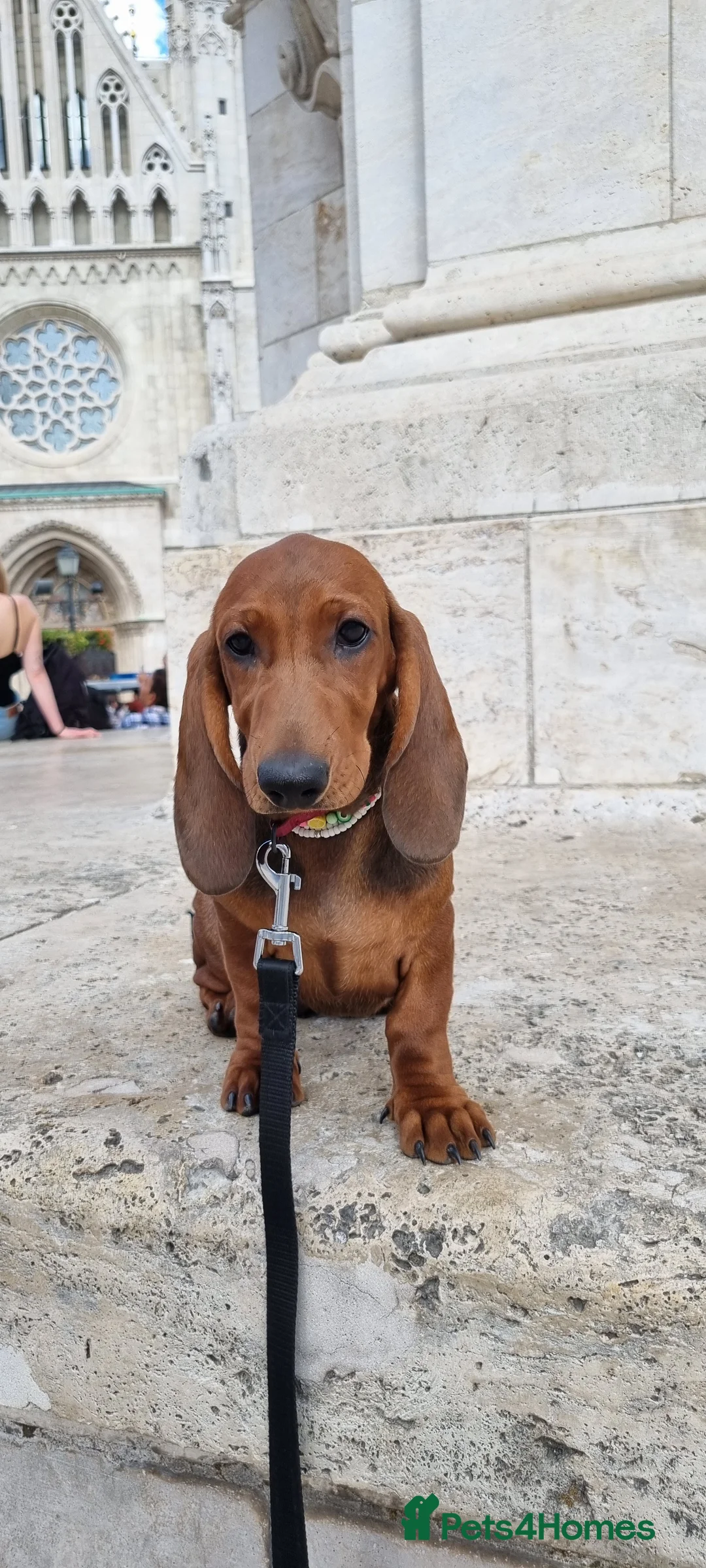 Dachshund dogs for sale: Adorable standard dachshunds with pedigree FCI - Advert 2
