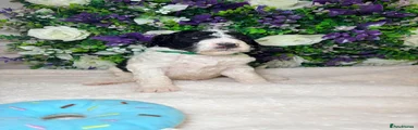 Bernedoodle 3