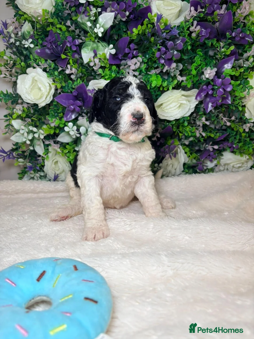 Bernedoodle dogs for sale: F1b health tested bernedoodle pups - Advert 23