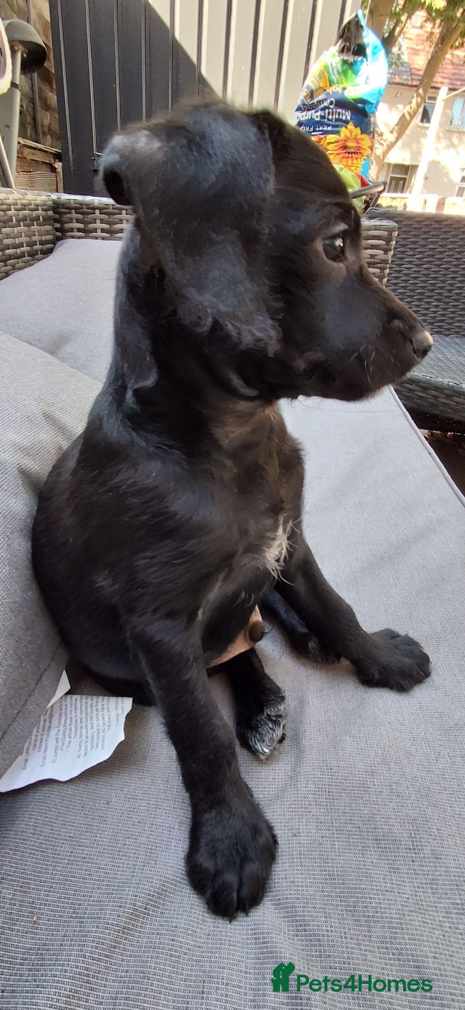 Chipoo dogs Two loving boys, RTL, miniature poodle cross. - Advert 2