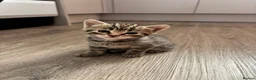 Mixed Breed cats for sale: Last girl Silver grey Tabby £85 due to timewaster - Advert 2