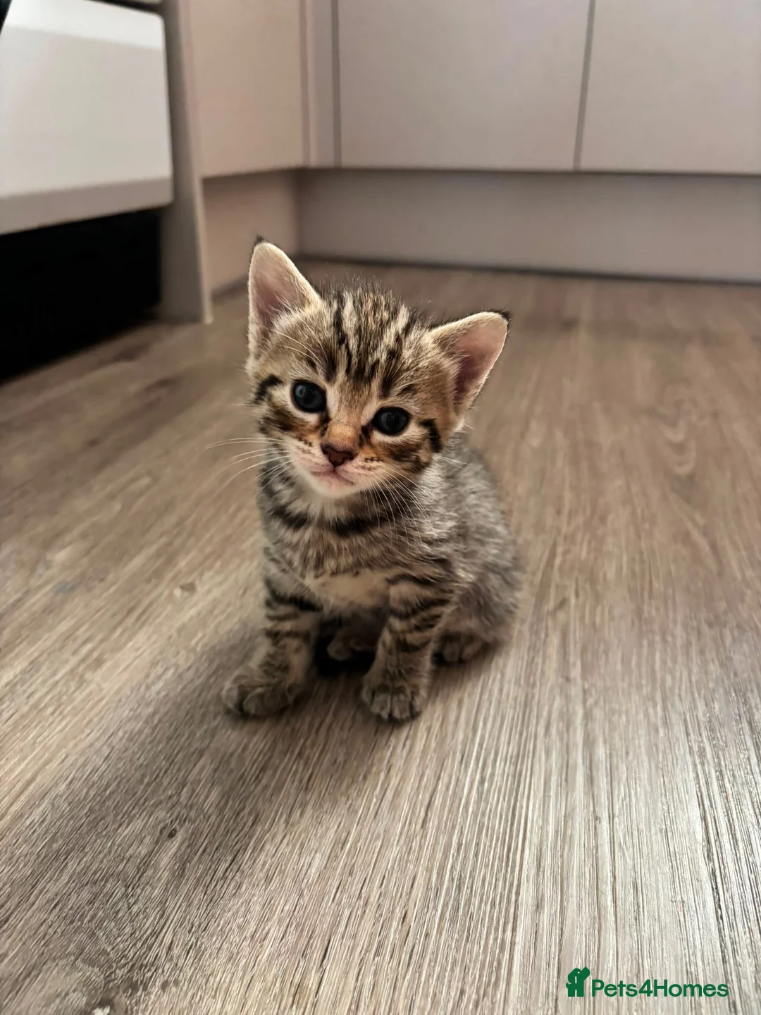 Mixed Breed cats for sale: Last girl Silver grey Tabby £85 due to timewaster - Advert 2