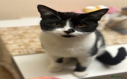 Domestic Shorthair cats for sale:  Beautiful cats looking for new home - Image 3