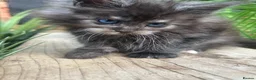 Maine Coon cats for sale: Maine Coon Kittens | Elite Maine Coons - Advert 5
