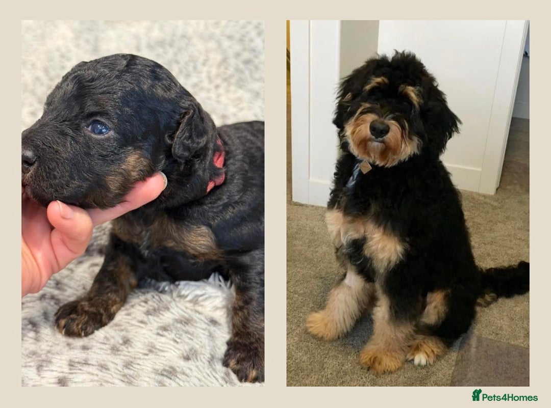 Bernedoodle dogs for sale: Miniature F1bs Bernedoodle  - Image 25