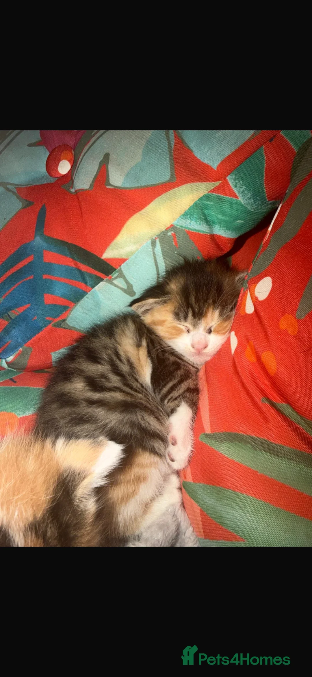 Mixed Breed cats for sale: Kittens for sale in Northampton - Advert 7