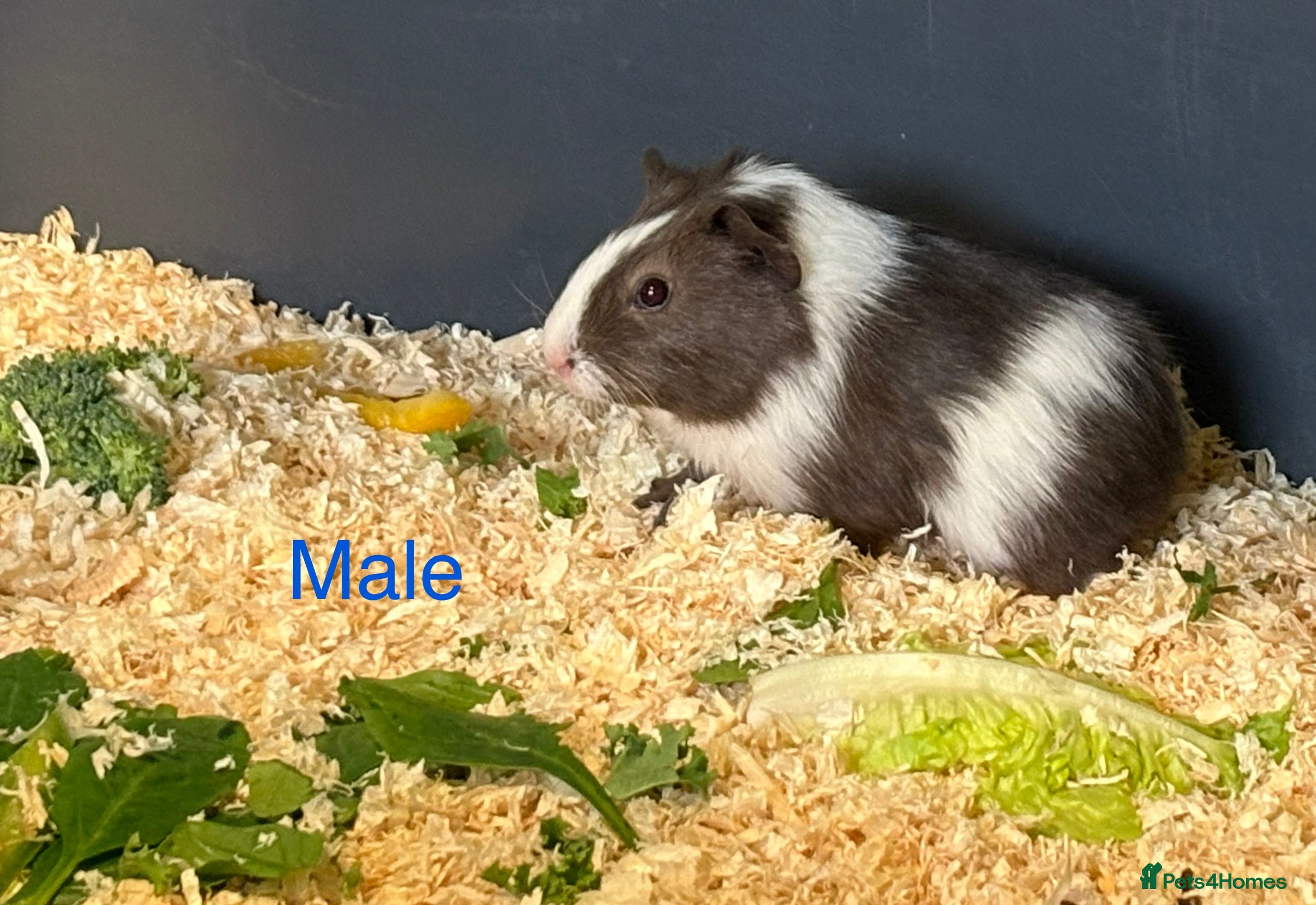 Guinea Pig rodents Baby Guinea Pigs  - Advert 1